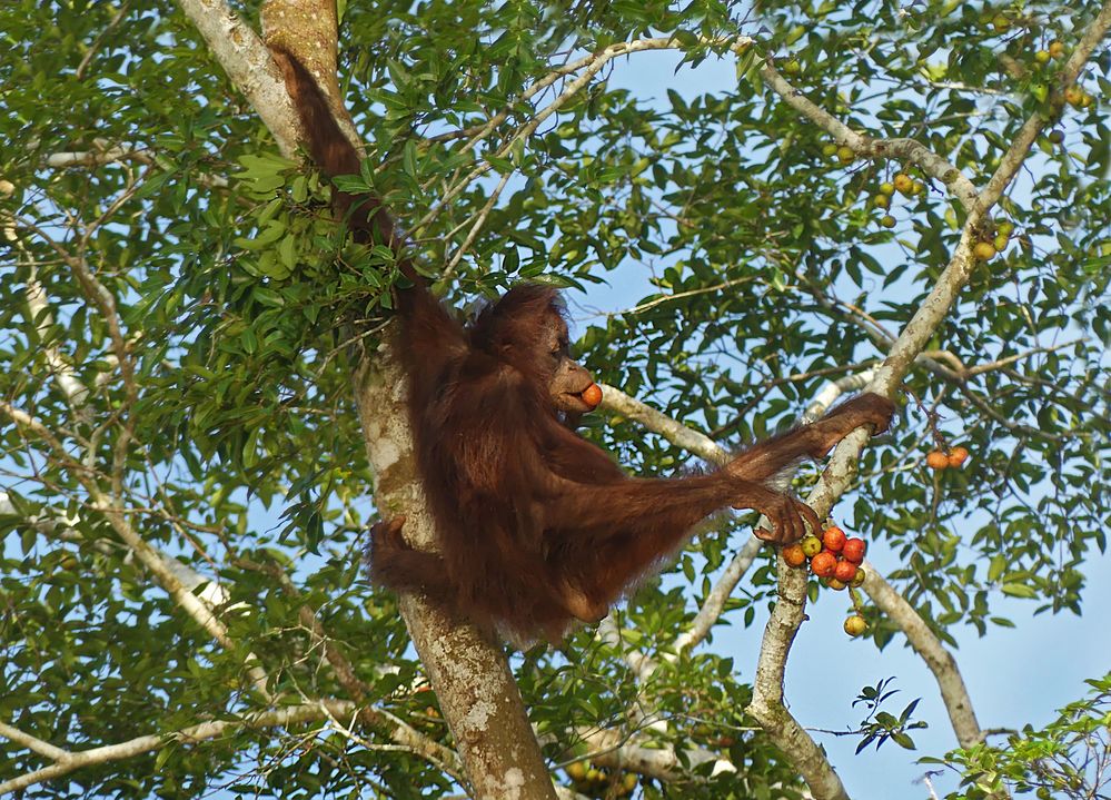 Orang Utan 6