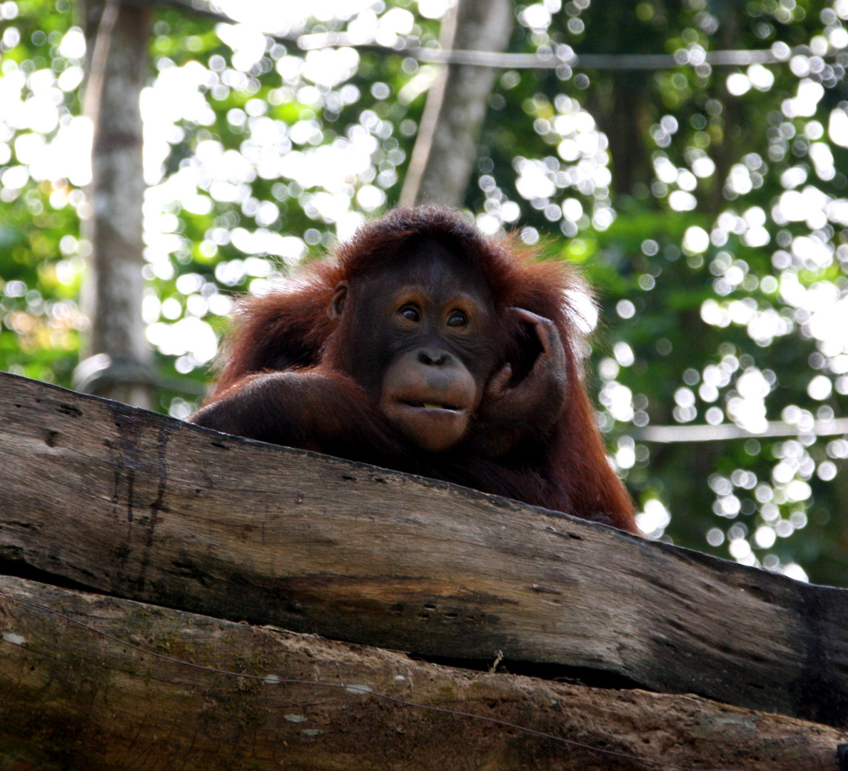 Orang-Utan