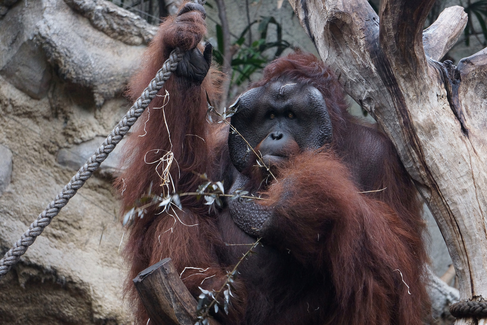 Orang Utan