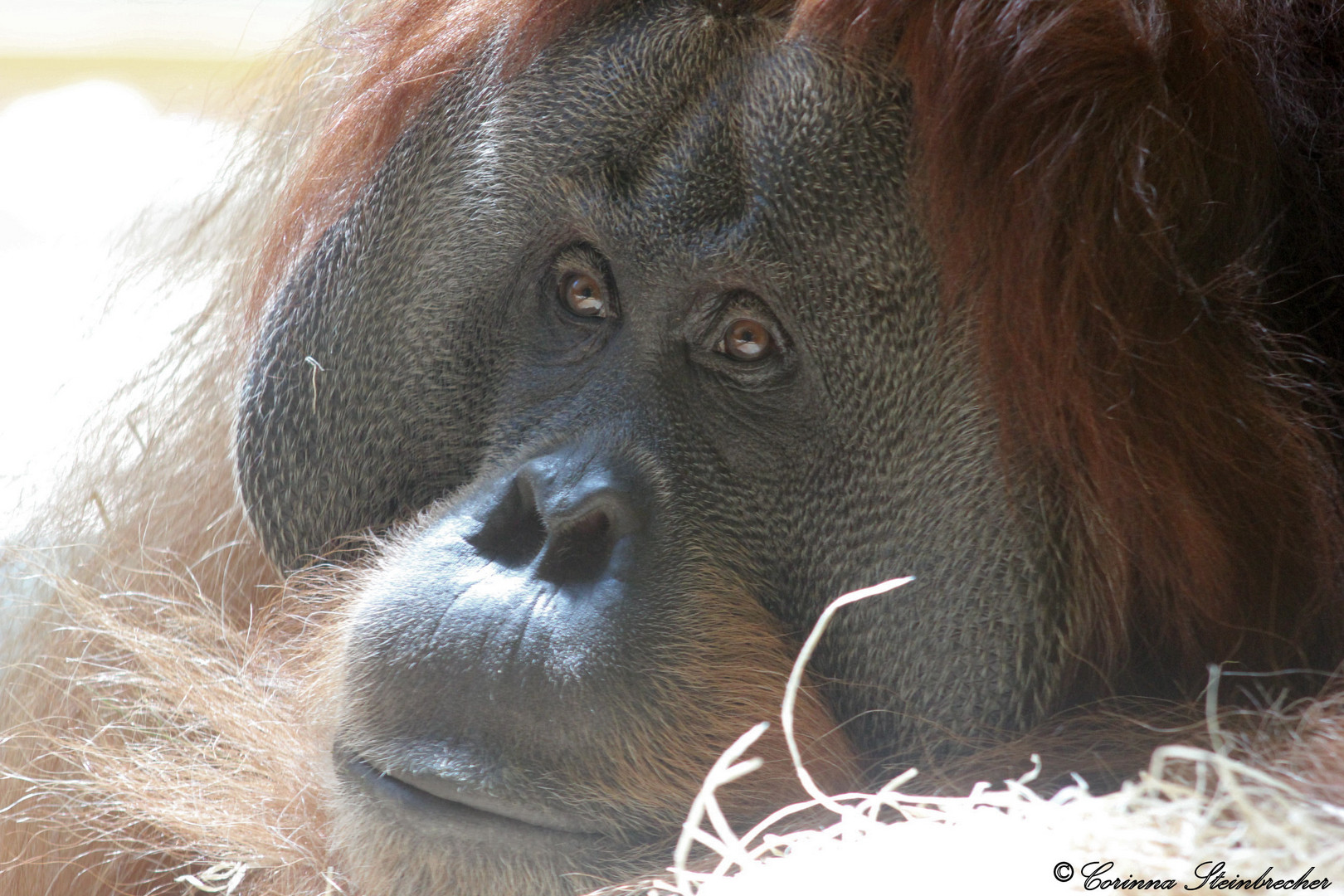 Orang Utan