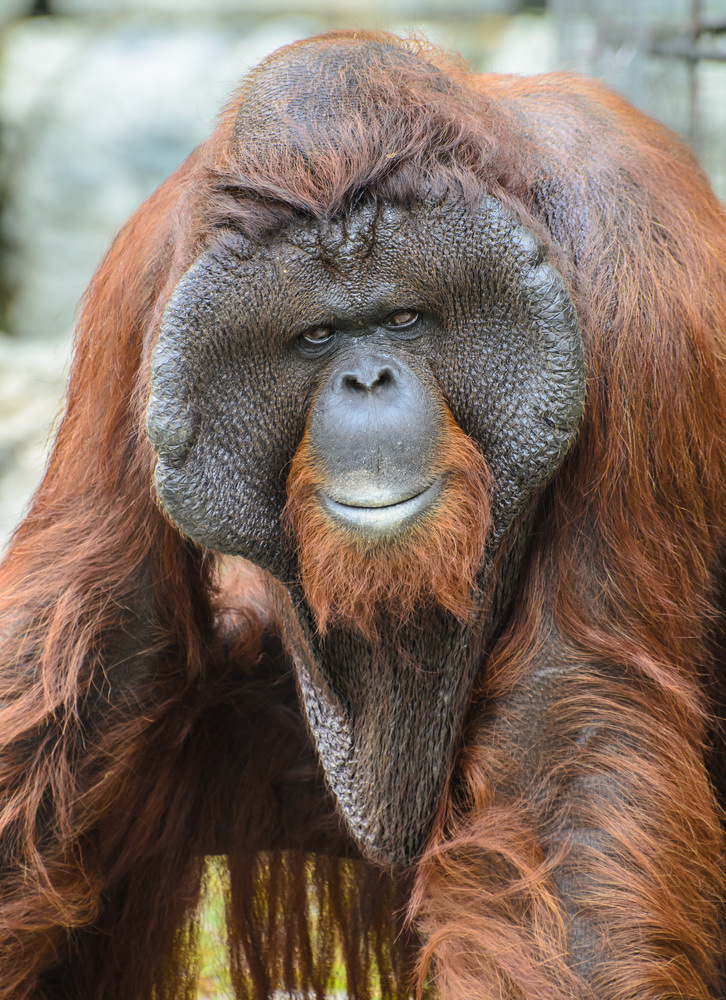 Orang-Utan Foto & Bild | tiere, zoo, wildpark & falknerei, säugetiere