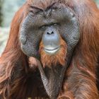 Orang-Utan