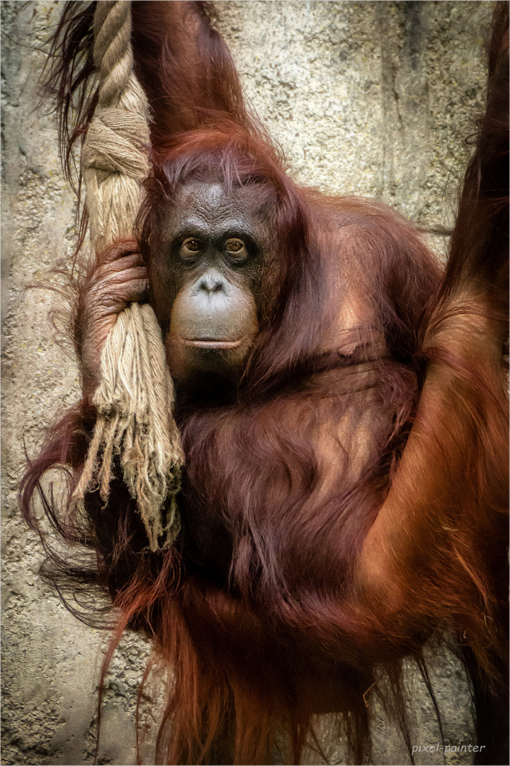  Orang  Utan Foto  Bild fotos  natur zoo Bilder auf 