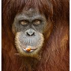 Orang-Utan