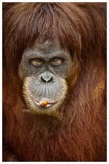 Orang-Utan