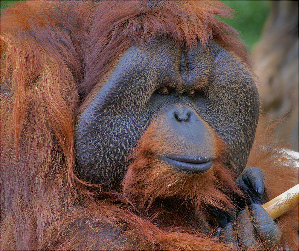 Orang Utan von Günther Müller (gm1) 