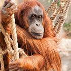 Orang-Utan