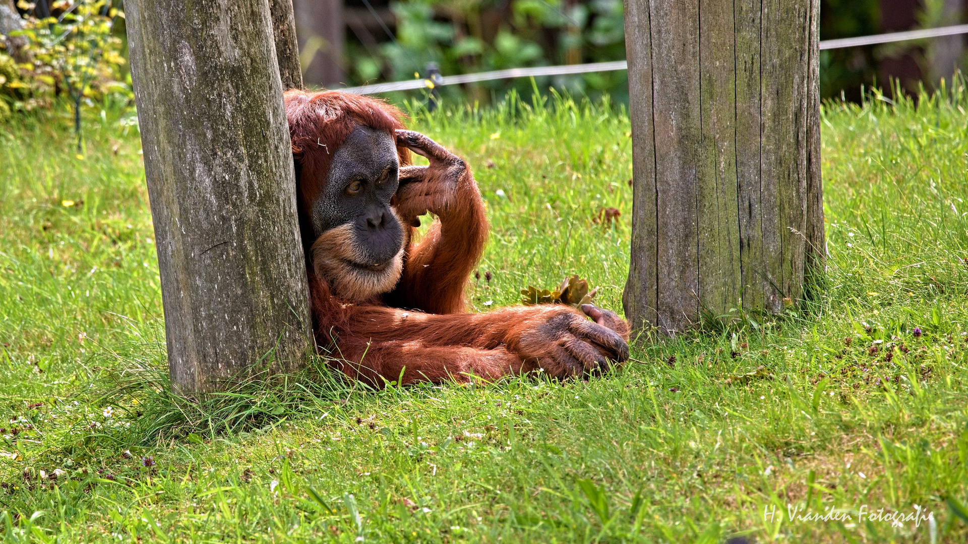 Orang-Utan