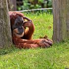 Orang-Utan