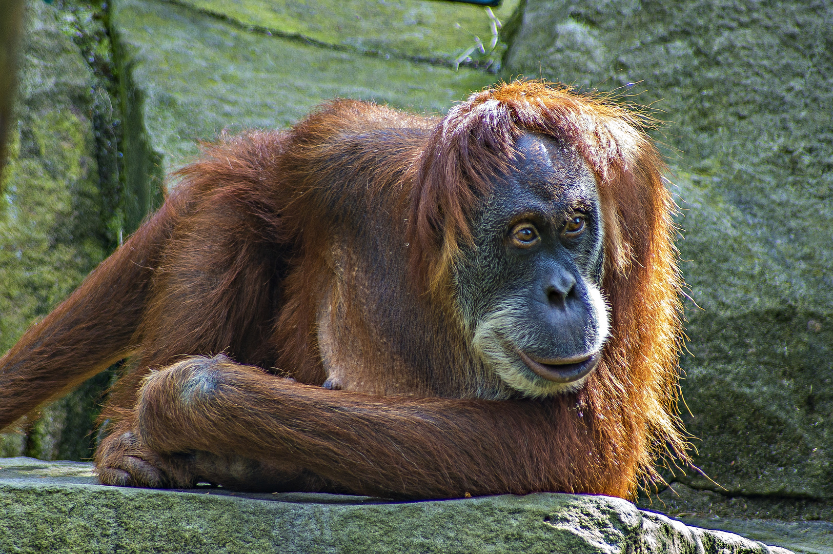 Orang-Utan