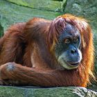 Orang-Utan