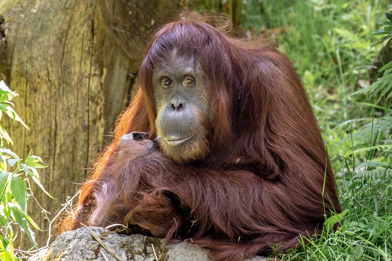 Orang Utan