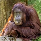 Orang Utan