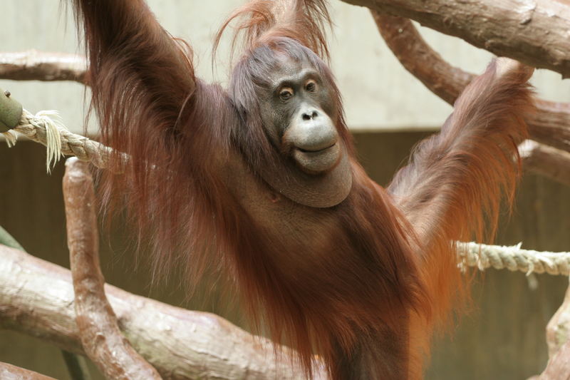 Orang Utan