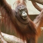 Orang Utan