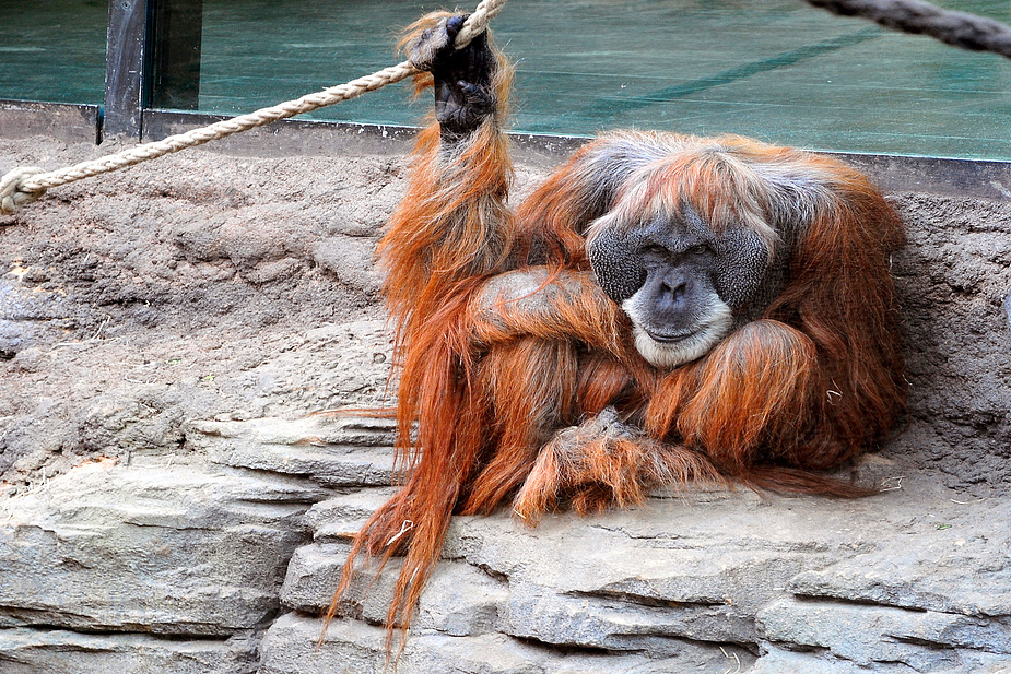 Orang-Utan