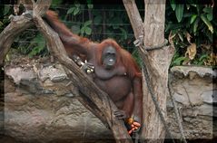 Orang Utan