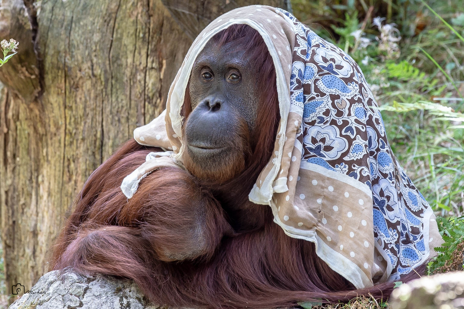 Orang Utan