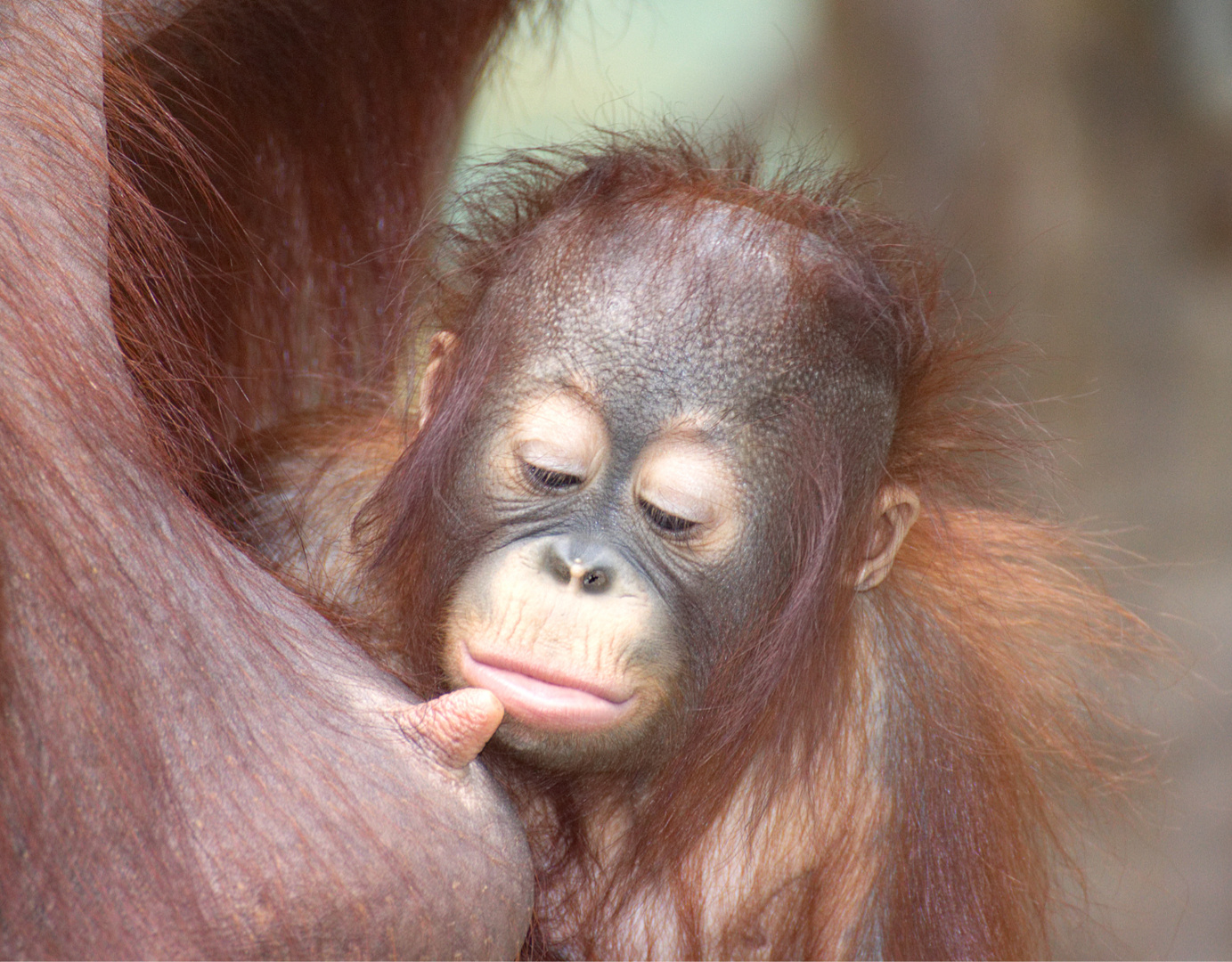 Orang-Utan