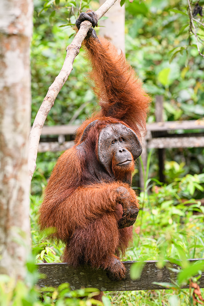 Orang Utan