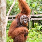 Orang Utan