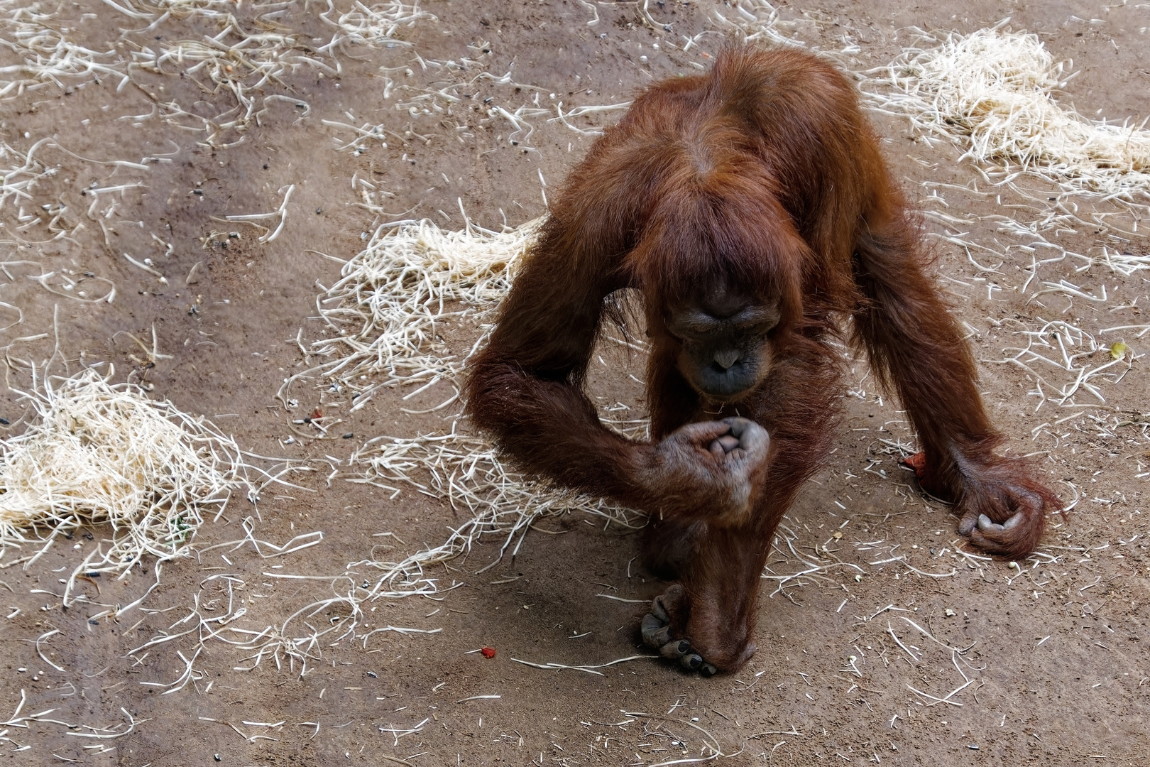 Orang Utan