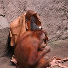 Orang Utan