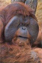 Orang Utan