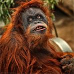 Orang-Utan