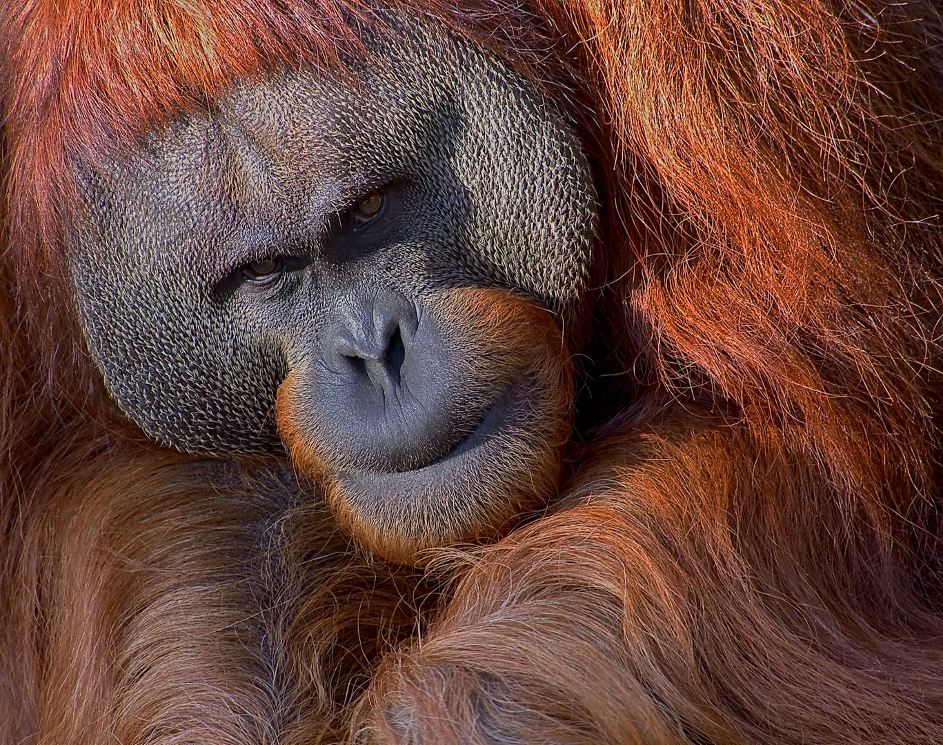 Orang Utan... 