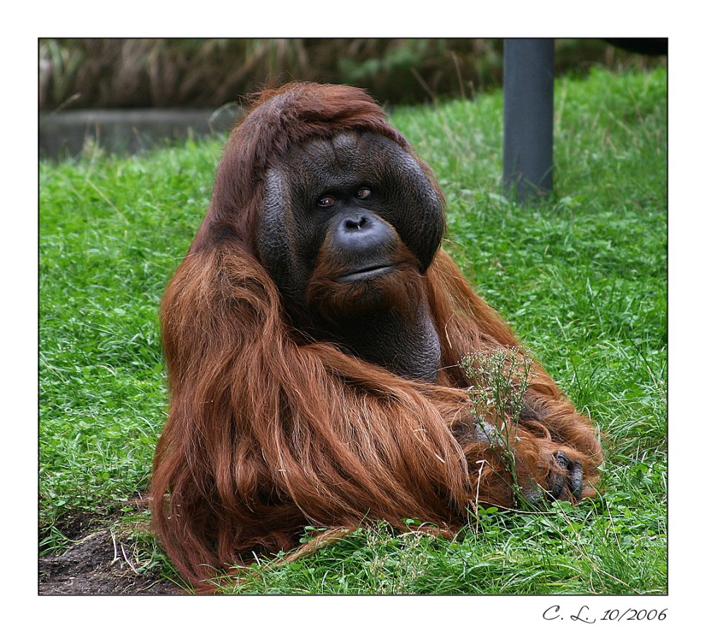 Orang-Utan...