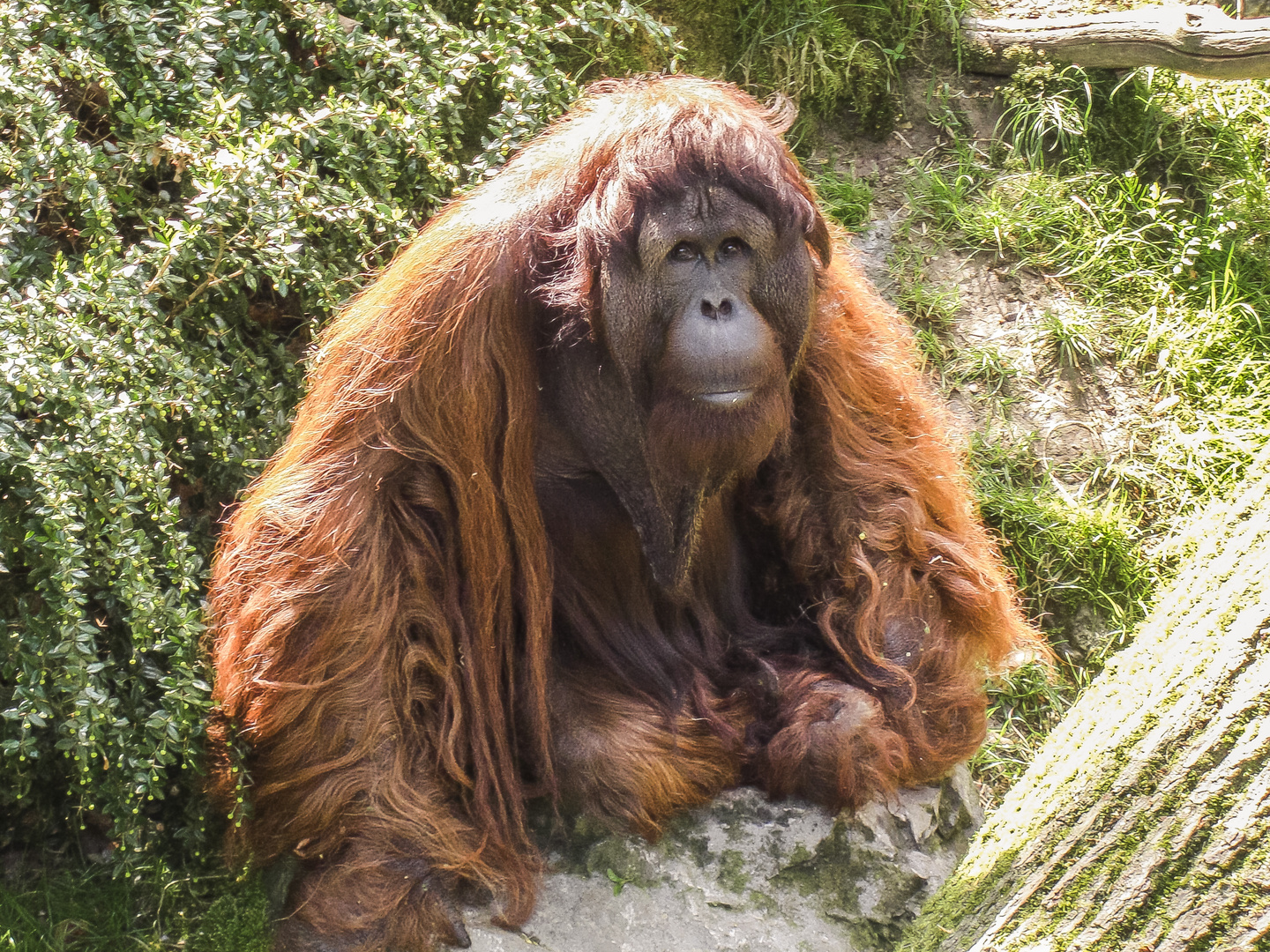 Orang-Utan