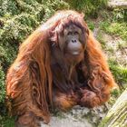 Orang-Utan