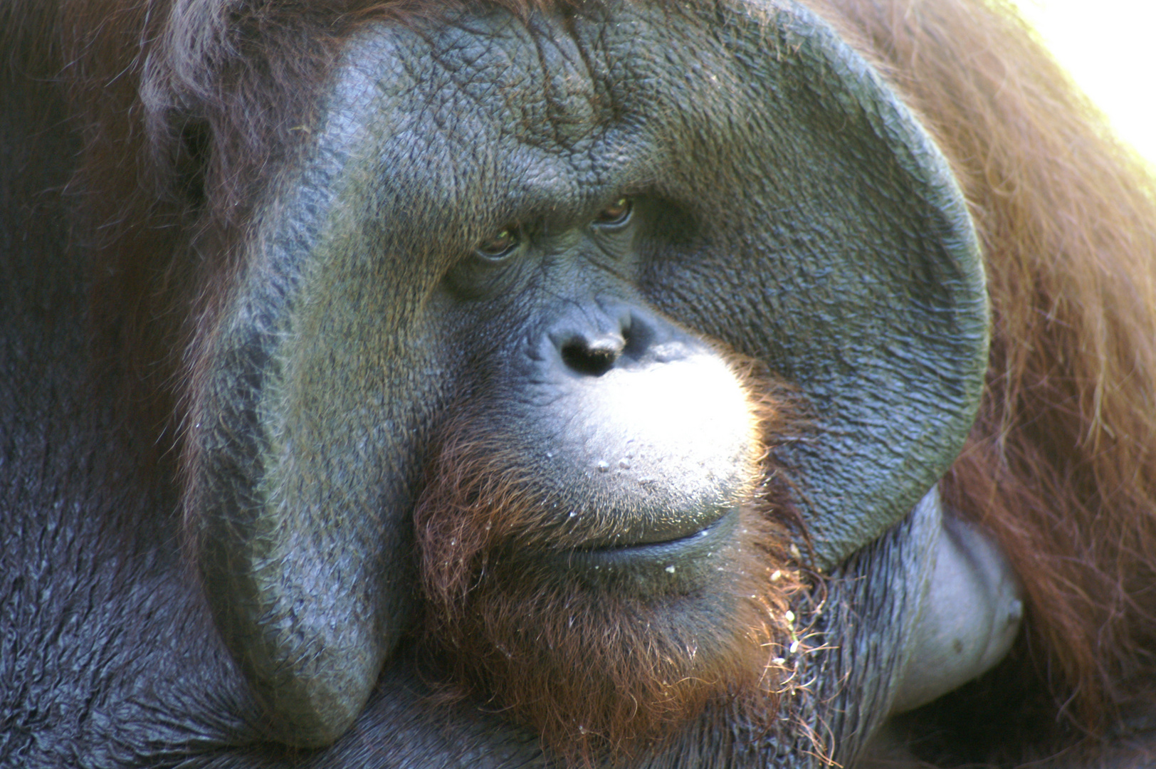 Orang-Utan