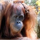 Orang-Utan