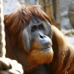 Orang Utan