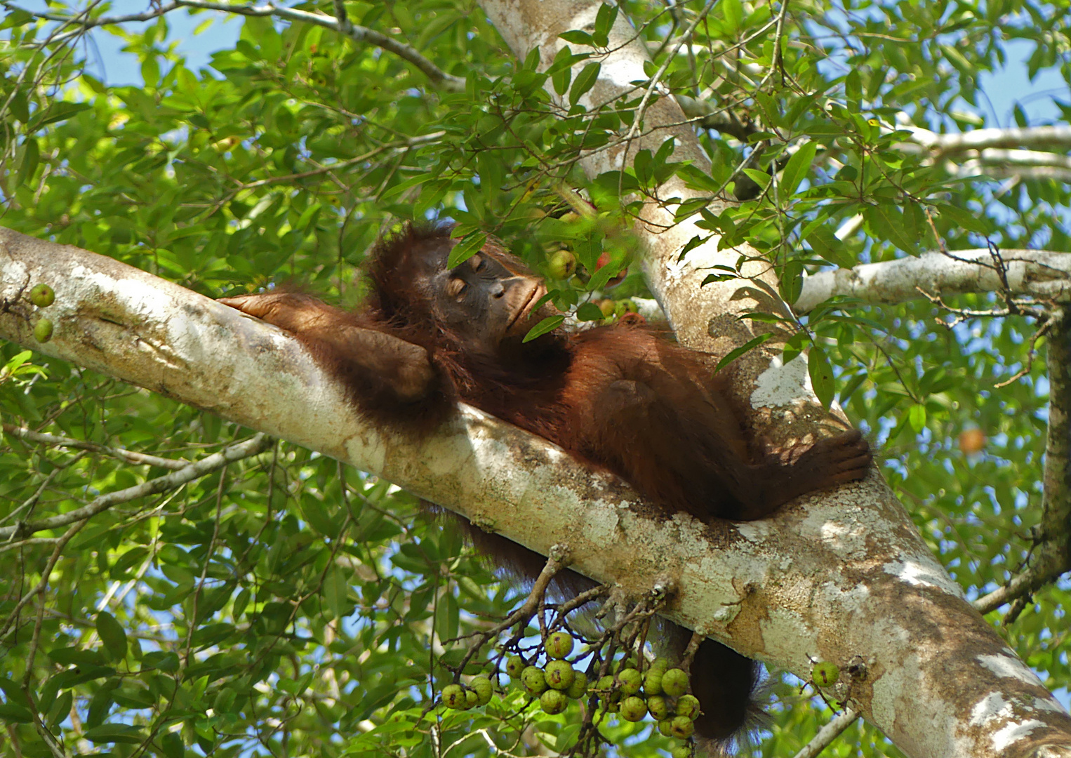 Orang Utan 8