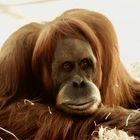 Orang-Utan