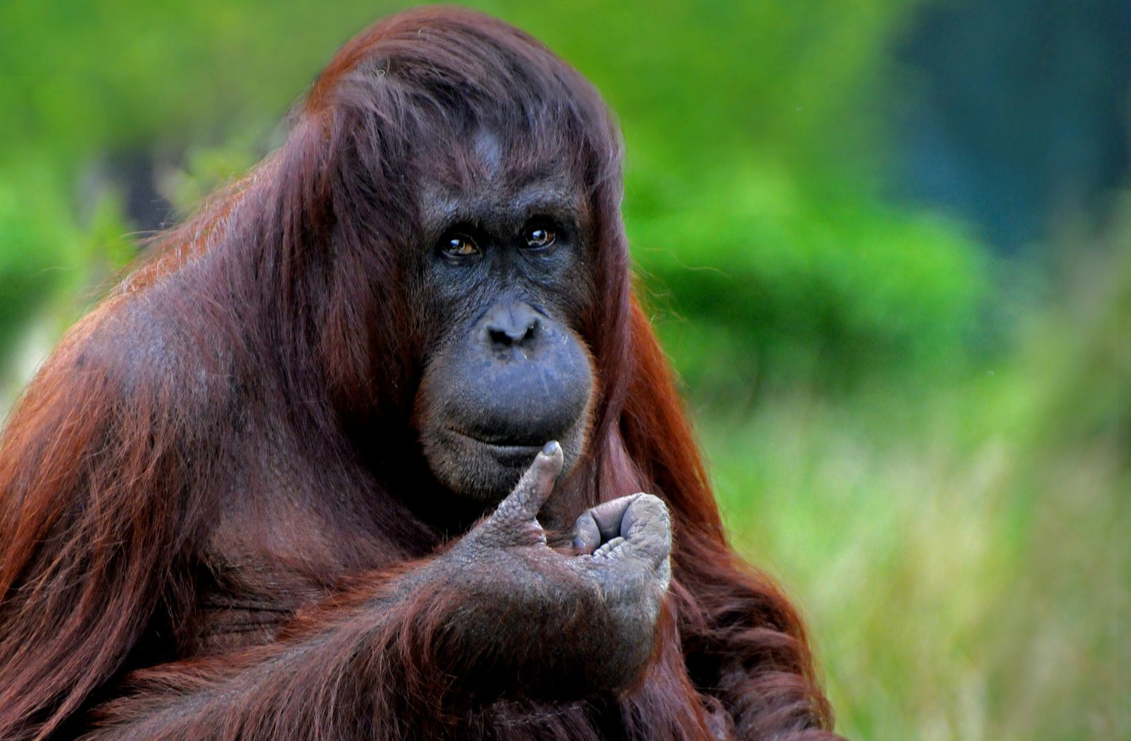 Orang Utan Foto Bild tiere zoo wildpark falknerei 