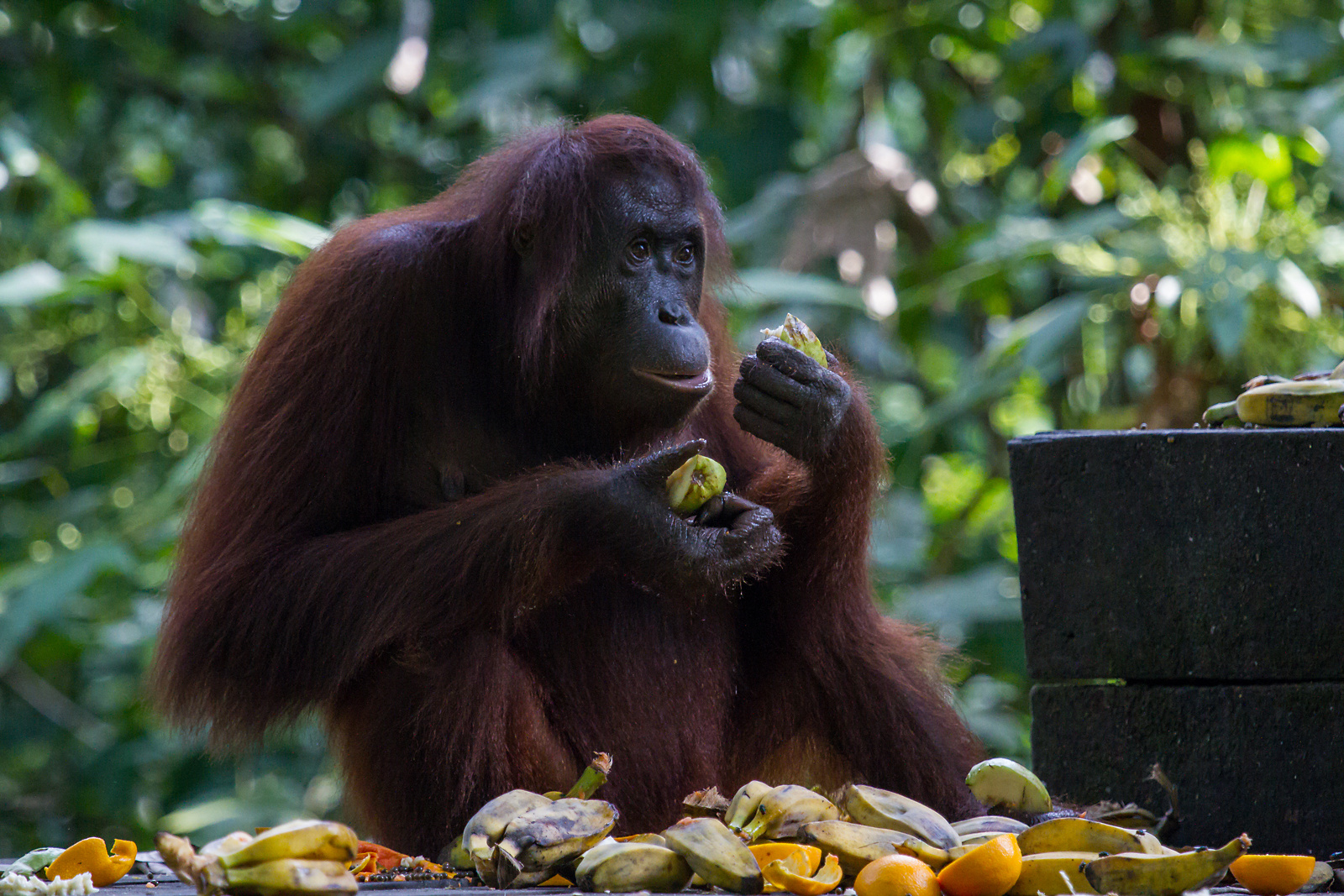 Orang-Utan