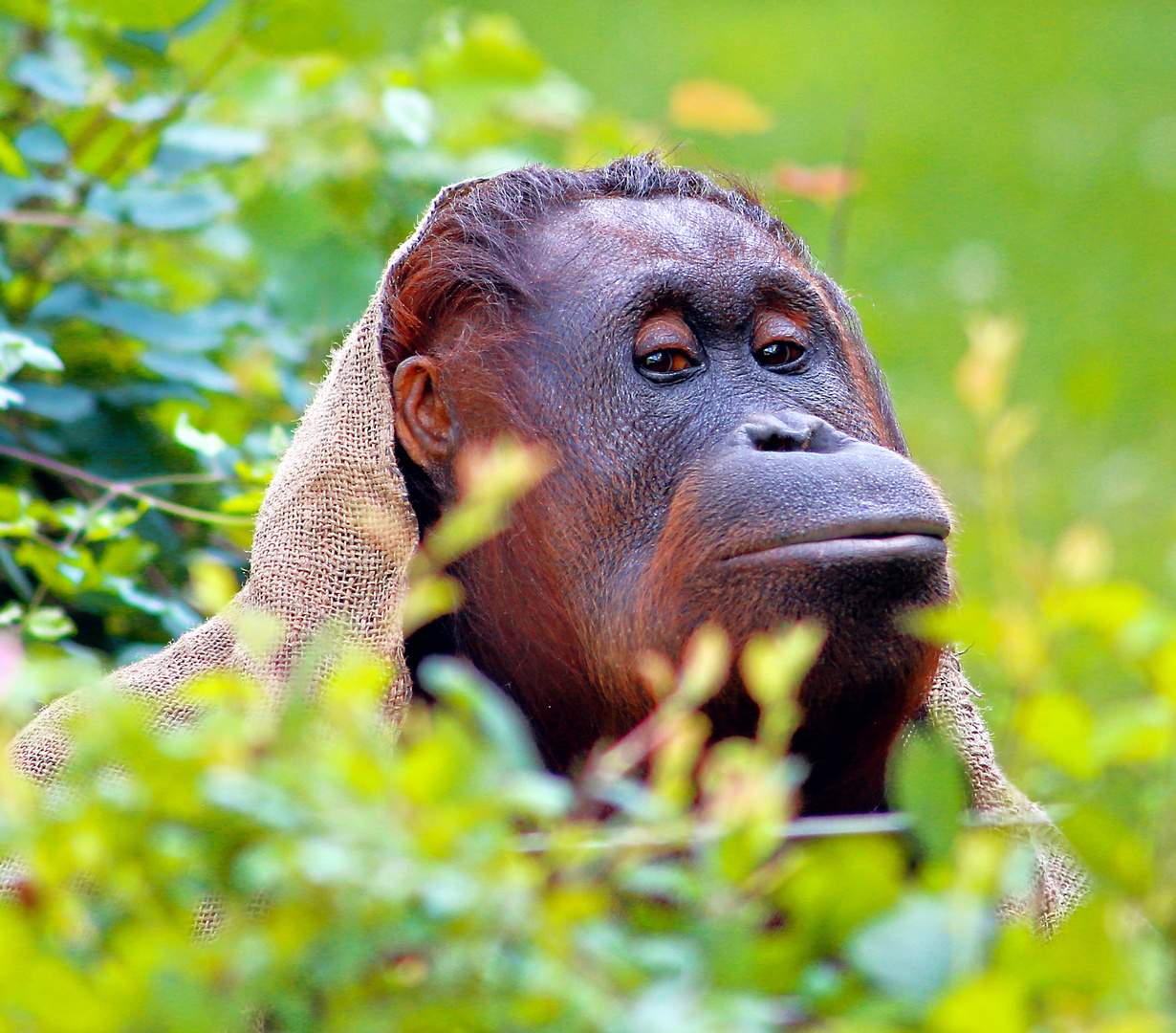 Orang Utan