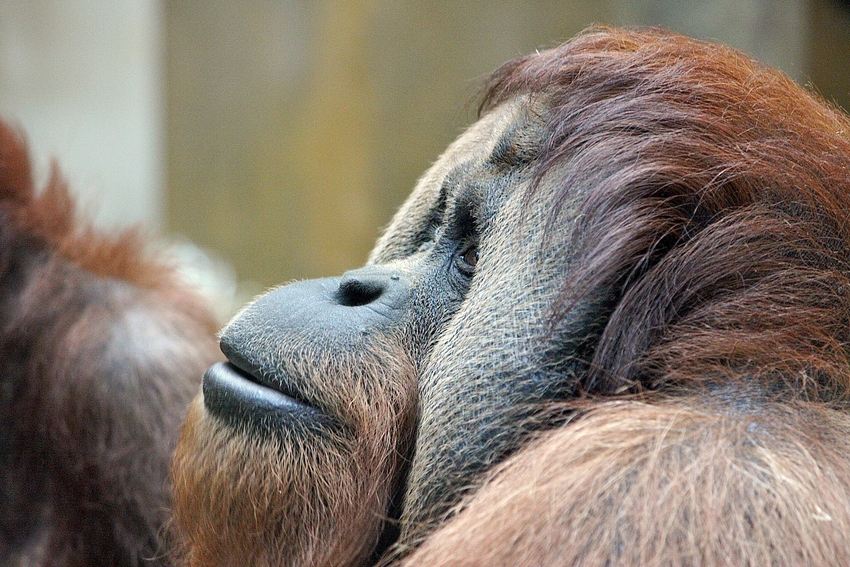 Orang Utan