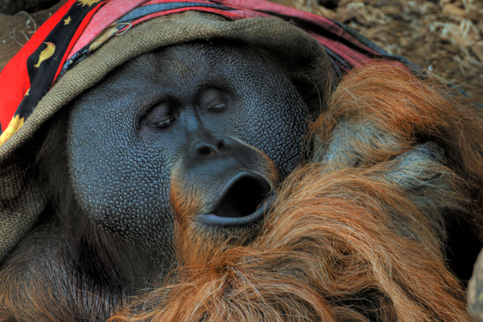 Orang Utan