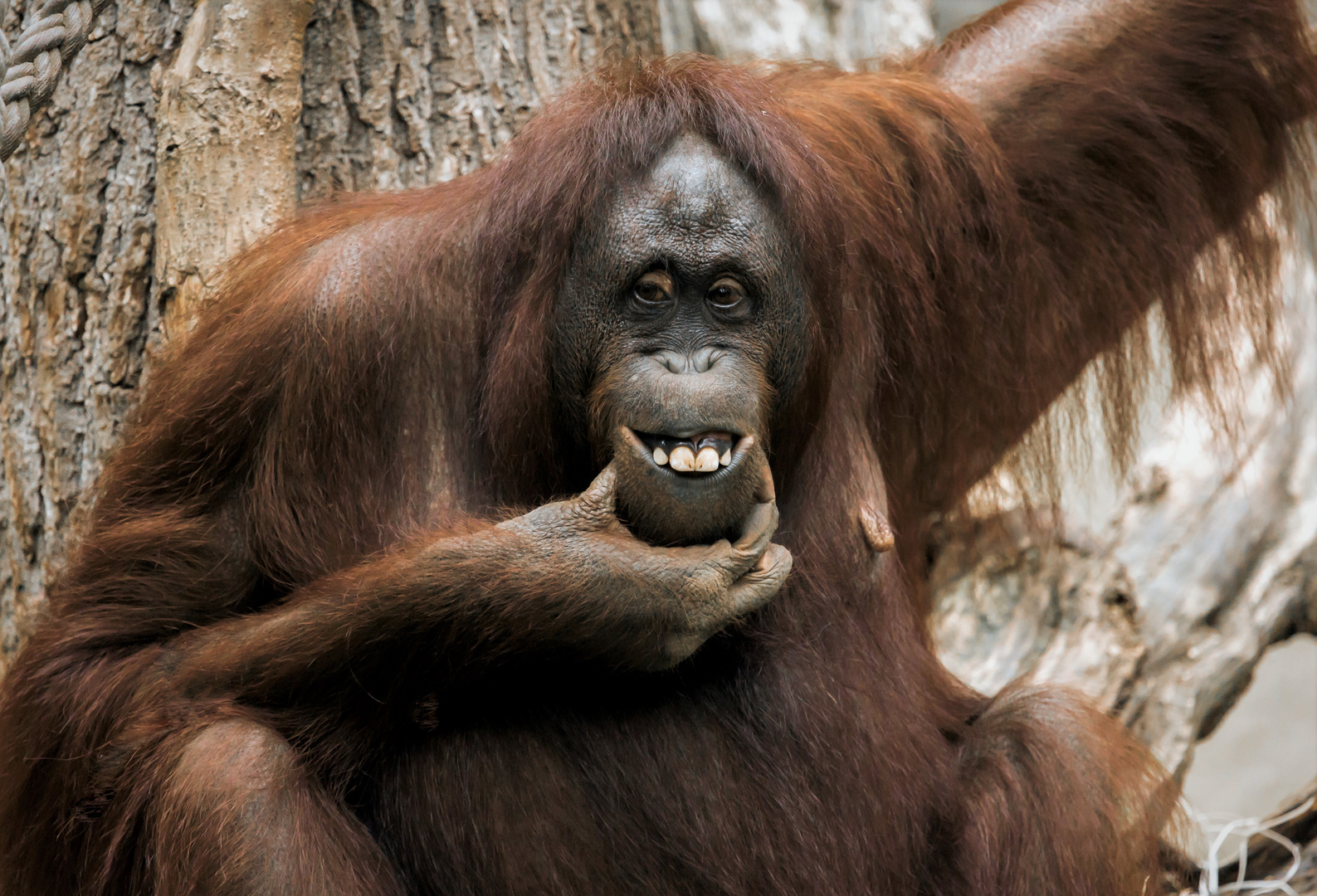  Orang  Utan   Foto  Bild fotos  natur tier 