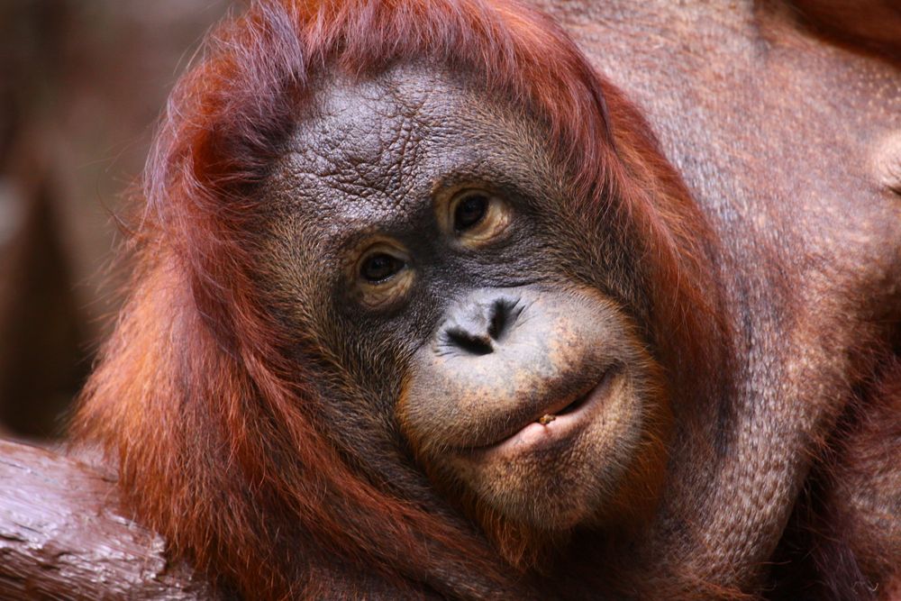  Orang  Utan Foto  Bild tiere natur Bilder auf fotocommunity
