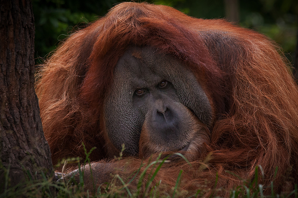 Orang Utan