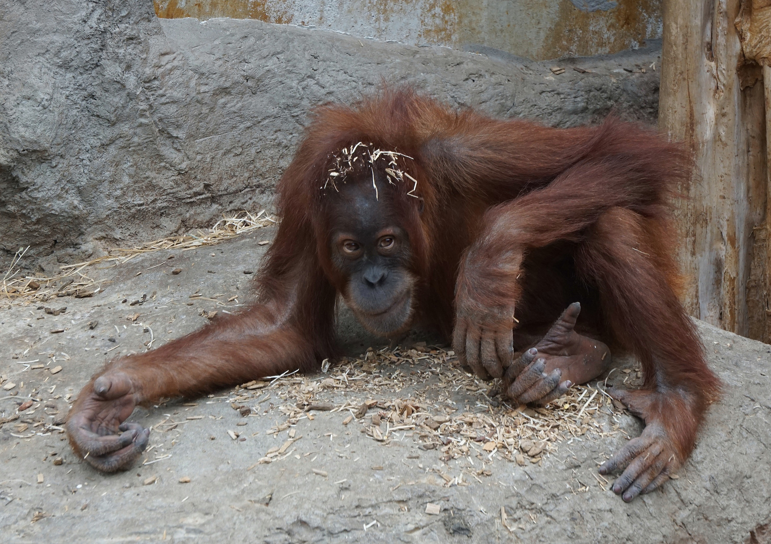 Orang Utan