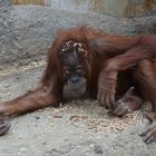 Orang Utan