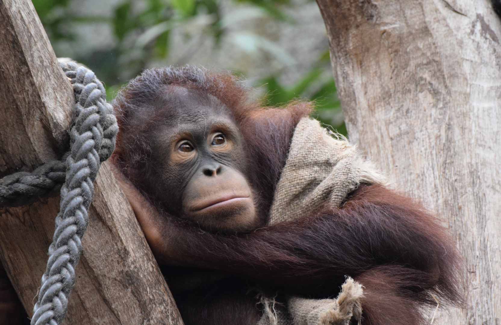 Orang Utan Foto Bild m nster affe orang utan Bilder Orang Utan Foto Bild m nster affe orang utan Bilder