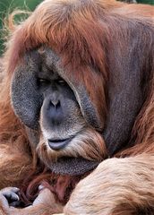 Orang Utan